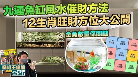 擋煞魚|魚缸如何擋煞旺財運？講究的地方可不少